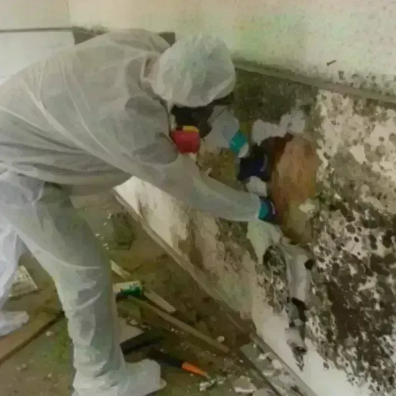 Mold Remediation and Removal in Weldon, NC